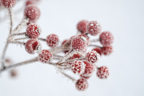 Red berries of common holly, Ilex aquifolium in winter, frost-covered stock photo