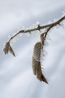 Blätter einer blassen Rose im Winter - LBF02407