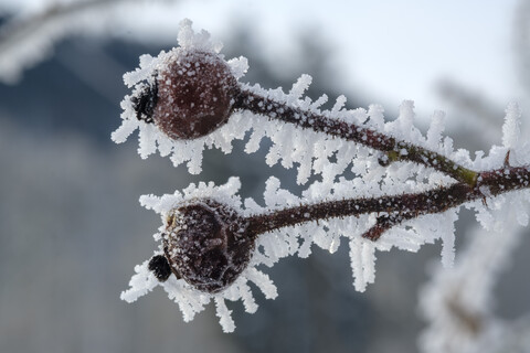 Rosehip, fruits in winter, frost-covered stock photo