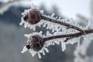 Hagebutte, Früchte im Winter, mit Frost bedeckt - LBF02408