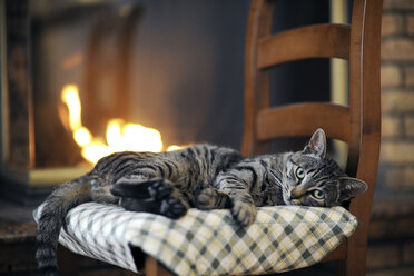 Porträt einer getigerten Katze, die zu Hause auf einem Stuhl vor dem Kamin liegt - CAVF62086