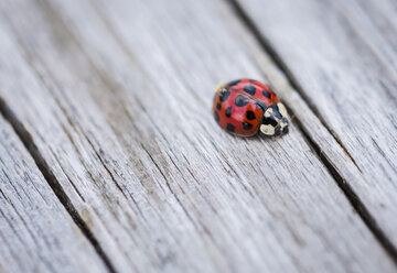 High angle view of ladybug on wooden table - CAVF62160