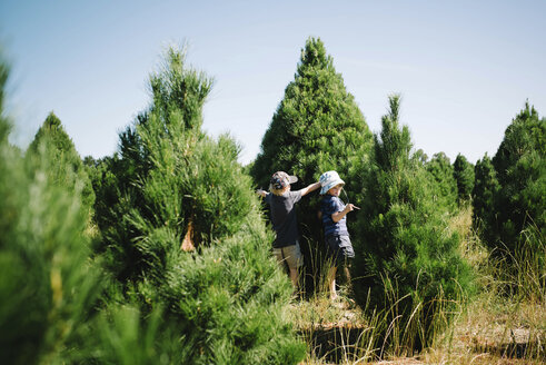 Jungen stehen am Weihnachtsbaum auf einem Bauernhof gegen den Himmel - CAVF62228