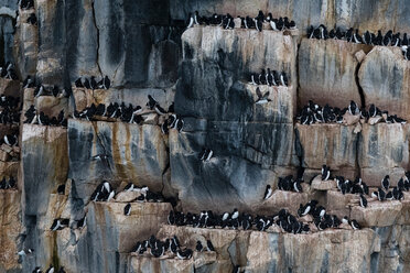 Reihen von Trottellummen (Uria lomvia) auf einer Küstenklippe, Alkefjellet, Spitzbergen, Svalbard, Norwegen. - CUF49332