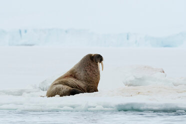 Atlantisches Walross (Odobenus rosmarus) auf Eisberg, Vibebukta, Austfonna, Nordaustlandet, Svalbard, Norwegen - CUF49342