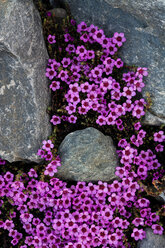 Purpursteinbrech (Saxifraga oppositifolia) in Blüte, Nahaufnahme von oben, Isbjornhamna, Hornsundbucht, Spitzbergen, Svalbard, Norwegen - CUF49346