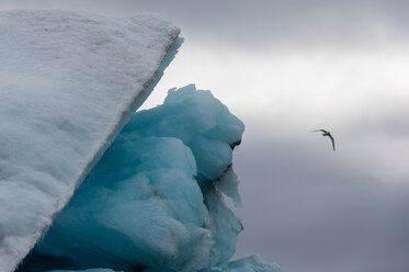 Black-legged kittiwake (Rissa tridactyla), flying over iceberg Burgerbukta, Spitsbergen, Svalbard, Norway. - CUF49347