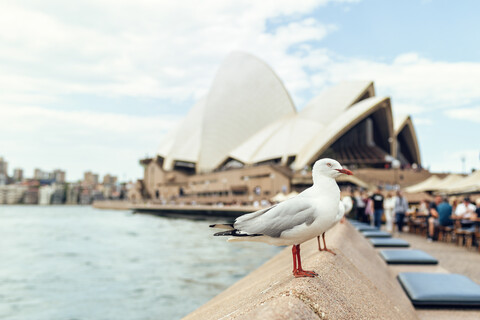 Australien, New South Wales, Sydney, Möwe mit dem Sydney Opera House im Hintergrund, lizenzfreies Stockfoto