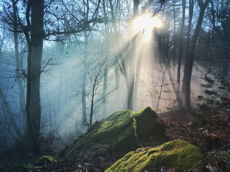 Deutschland, Rheinland-Pfalz, Pfälzerwald, nebliger Wald mit Sonnenstrahlen - GWF05930