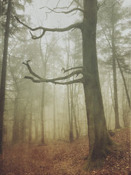 Germany, Rhineland Palatinate, Palatinate Forest, foggy forest scenery with mystic tree - GWF05936