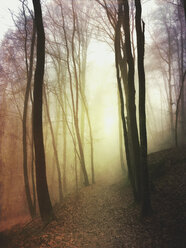 Germany, Rhineland Palatinate, Palatinate Forest, trail through mystic and foggy forest - GWF05937