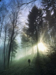 Germany, Rhineland Palatinate, Palatinate Forest, man walking and relaxing in foggy mystic forest with sunbeams - GWF05940