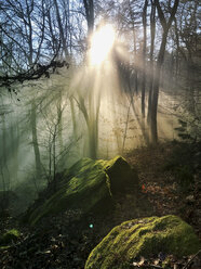 Deutschland, Rheinland-Pfalz, Pfälzerwald, Sonnenstrahlen im nebligen Wald - GWF05941