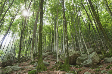 Switzerland, Ticino, Verzasca Valley, rocks in forest - GWF05962