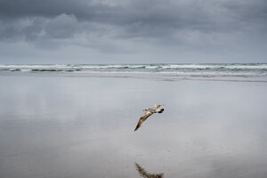 Vogel fliegt am Strand gegen bewölkten Himmel - CAVF62327