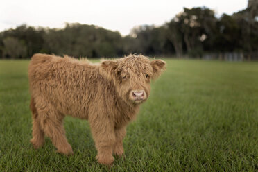 Portrait of calf standing on grassy field against clear sky - CAVF62484