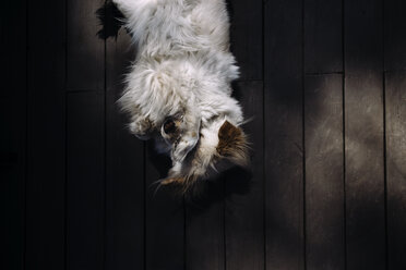 Hoher Blickwinkel auf einen Hund, der auf einer Holzdiele liegt - CAVF62560