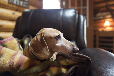 Nahaufnahme eines Hundes, der wegschaut, während er mit einer Decke auf einem Stuhl in einer Blockhütte liegt - CAVF62624