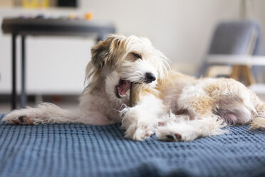 Dog lying on blanket, chewing on a bone - JOSF03081