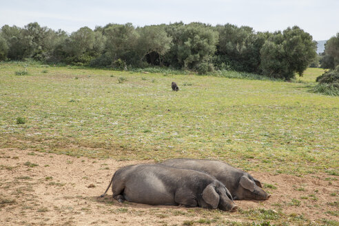 Spanien, Mallorca, Schweine auf der Wiese - JMF00434