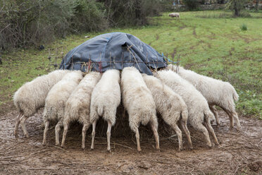 Spain, Mallorca, sheep eating - JMF00435