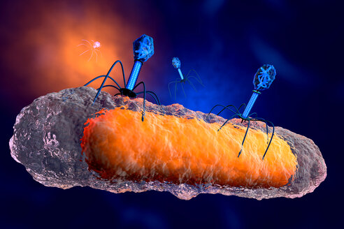 3D gerenderte Illustration einer anatomisch korrekten Gruppe von Bakteriophagenviren, die ein Bakterium angreifen - SPCF00369
