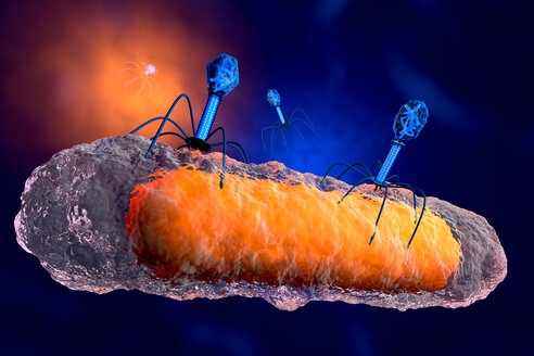 3D rendered Illustration of a anatomically correct group of bacteriophage viruses attacking a bacteria - SPCF00369