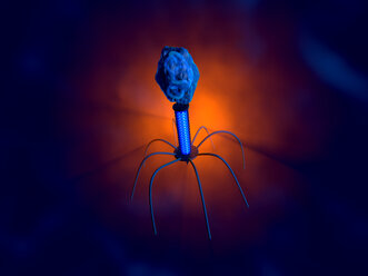 3D gerenderte Illustration einer anatomisch korrekten Konvergenz zu einem Bakteriophagen, einem Virus, der sich in einem Bakterium repliziert - SPCF00370