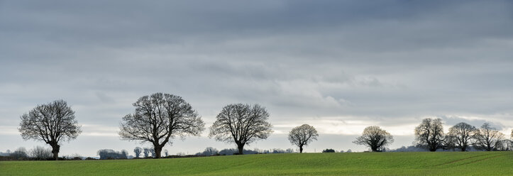 UK, Gloucester, Chipping Sodbury, Cotswold Way, bare trees and field - ALRF01413