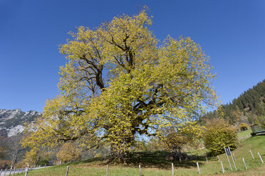 Germany, Upper Bavaria, Hindenburg Linden Tree - ZCF00695