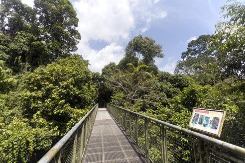 Malaysia, Borneo, Sabah, Naturschutzgebiet Sepilok, Baumkronenwanderung - ZCF00702