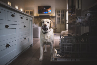 Porträt eines Labrador Retrievers, der seine Zunge herausstreckt, während er auf dem Hartholzboden in der Küche steht - CAVF62875