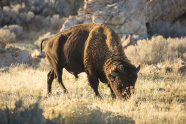 Amerikanische Bisons grasen auf einer Wiese im Antelope Island State Park - CAVF62883