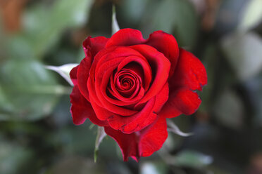 Red rose - JTF01188