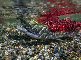 Kalifornien, Britisch-Kolumbien, Adams River, Sockeye-Lachse, Oncorhynchus nerka - GNF01436