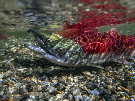 California, British Columbia, Adams River, Sockeye salmons, Oncorhynchus nerka - GNF01436