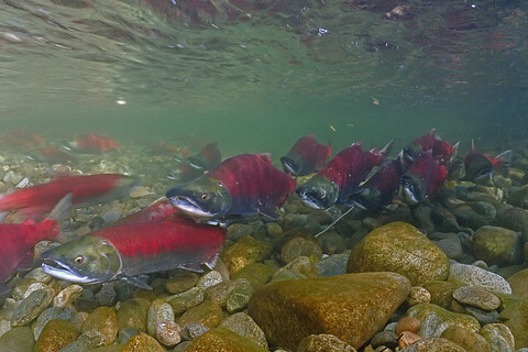 Kalifornien, Britisch-Kolumbien, Adams River, Sockeye-Lachse, Oncorhynchus nerka, lizenzfreies Stockfoto