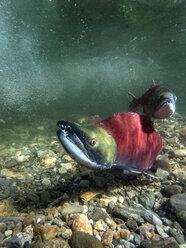 Kalifornien, Britisch-Kolumbien, Adams River, Sockeye-Lachse, Oncorhynchus nerka - GNF01439