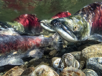 Kalifornien, British Columbia, Adams River, Sockeye-Lachs, Oncorhynchus nerka - GNF01441