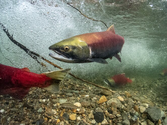 Kalifornien, Britisch-Kolumbien, Adams River, Sockeye-Lachse, Oncorhynchus nerka - GNF01444