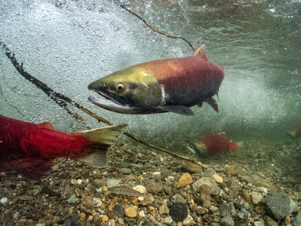 California, British Columbia, Adams River, Sockeye salmons, Oncorhynchus nerka - GNF01444