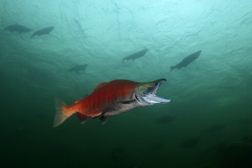 Kalifornien, British Columbia, Adams River, Sockeye-Lachs, Oncorhynchus nerka - GNF01445