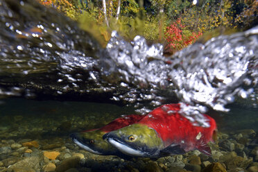 Kalifornien, Britisch-Kolumbien, Adams River, Sockeye-Lachse, Oncorhynchus nerka, Über-Unter-Bild - GNF01446