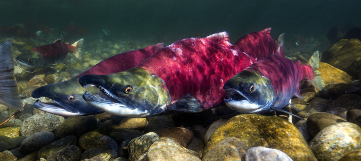 California, British Columbia, Adams River, Sockeye salmons, Oncorhynchus nerka - GNF01447