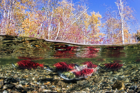 California, British Columbia, Adams River, Sockeye salmons, Oncorhynchus nerka, over-under image - GNF01448