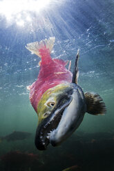 Kalifornien, British Columbia, Adams River, Sockeye-Lachs, Oncorhynchus nerka - GNF01449