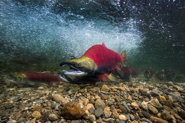 Kalifornien, Britisch-Kolumbien, Adams River, Sockeye-Lachse, Oncorhynchus nerka - GNF01457