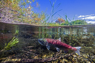 Kalifornien, Britisch-Kolumbien, Adams River, Sockeye-Lachs, Oncorhynchus nerka, Über-Unter-Bild - GNF01458