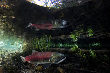 Kalifornien, British Columbia, Adams River, Sockeye-Lachs, Oncorhynchus nerka - GNF01459