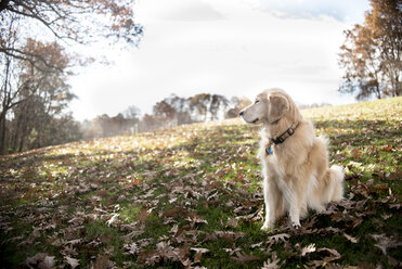 Hairy Golden Retriever looking away while sitting on field with dry leaves in park during autumn - CAVF62941